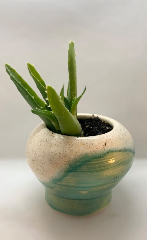 Vasija macetero redondo arriba. Blanco con puntos e inferior celeste verdoso. Con planta