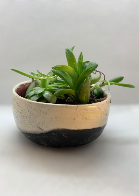 Pocillo macetero interior rojo, exterior blanco con puntos, inferior negro. Con planta