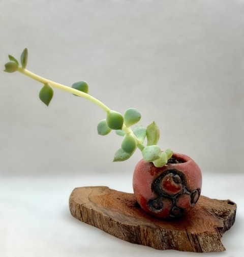 Mini cuenco rojo con base madera y planta