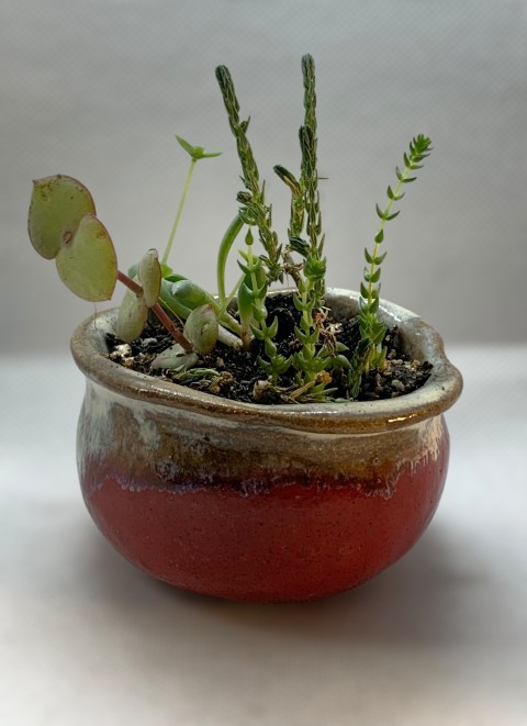 Pasta Chamiza. Macetero forma de bolsita rojo con borde manchado claro. Con planta