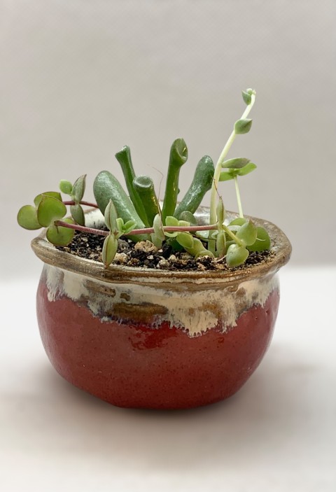 Pasta Chamiza. Macetero forma de bolsita rojo con borde manchado claro. Con planta