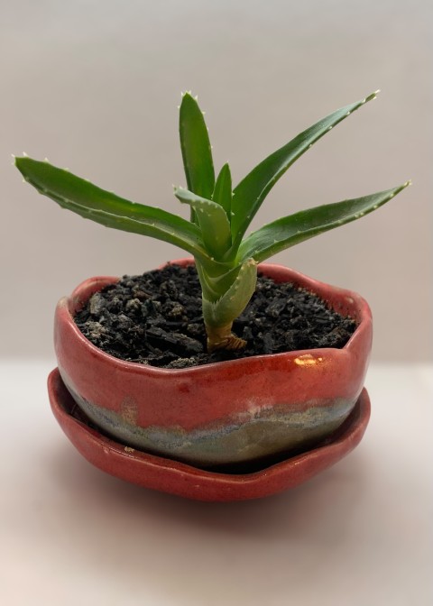 Cuenco macetero con plato. Rojo y azul piedra. Con planta