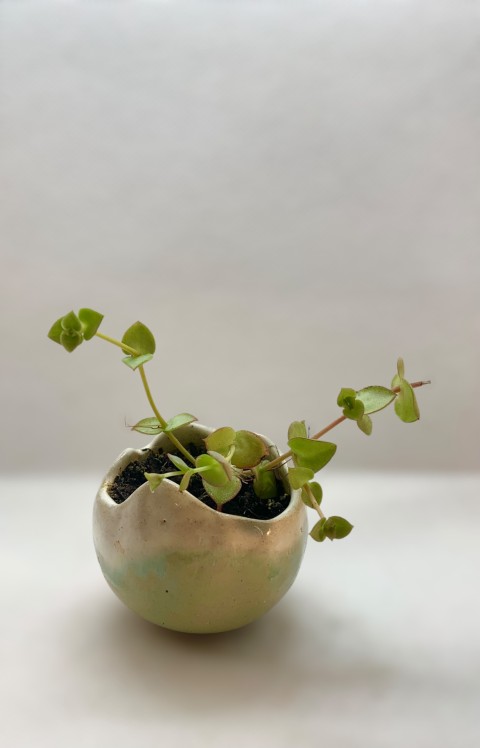 Cuenquito redondo verde agua y blanco, borde irregular. Con planta