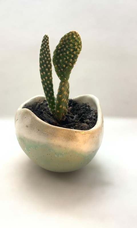 Cuenquito redondo verde agua y blanco, borde irregular. Con planta