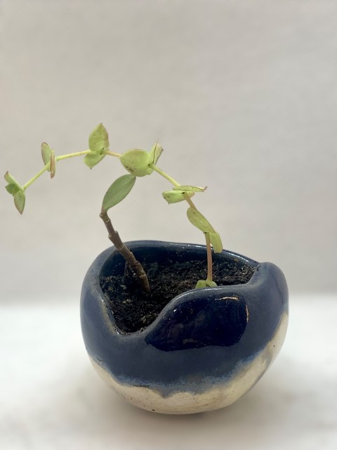 Cuenco borde irregular azul cobalto con blanco. Con planta