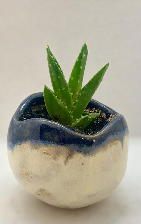 Cuenco borde irregular azul cobalto con blanco. Con planta