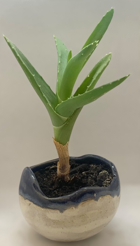 Cuenco borde irregular azul cobalto con blanco. Con planta