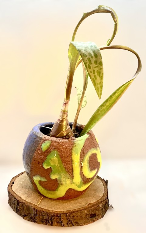 Pasta Pomaire. Azul, dibujos verde y pasta expuesta. Con plantas