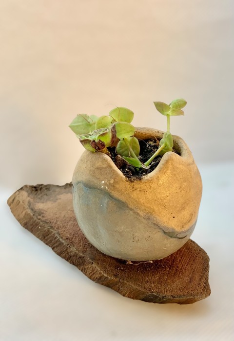 Un mini cuenco beige y azul pidra con flux negro. Sobre madera. Con planta