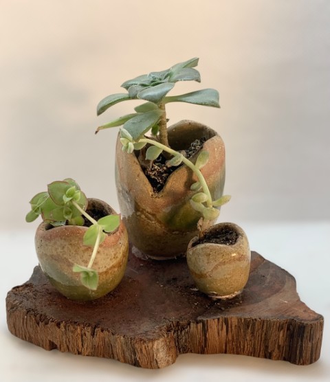 Tres mini cuencos, uno más alto. Pasta Chamiza expuesta, con verde. Madera y plantas