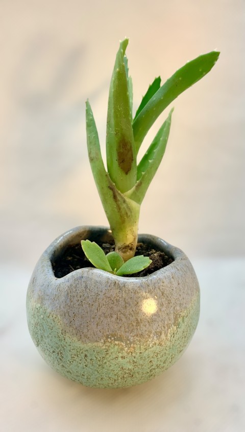 Cuenco esférico borde celeste, inferior verde. Borde curvo. Con planta