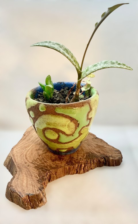 Pocillo pasta Pomaire. Azul, con diseños verdes y pasta expuesta. Con planta