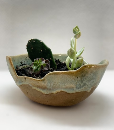 Pasta Chamiza. Macetero verde claro, pasta expuesta. Forma alargada, irregular. Planta