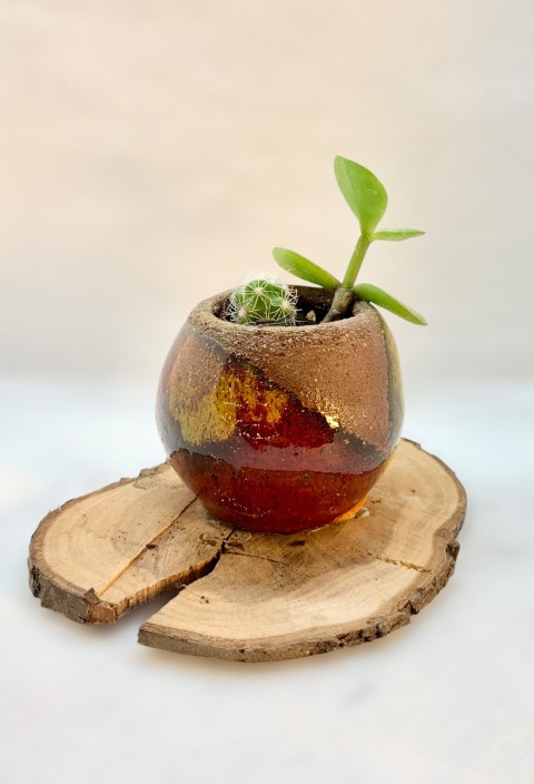 Pasta Pomaire. Cuenquito pasta expuesta con amarillo y rojo cadmio. Madera y planta