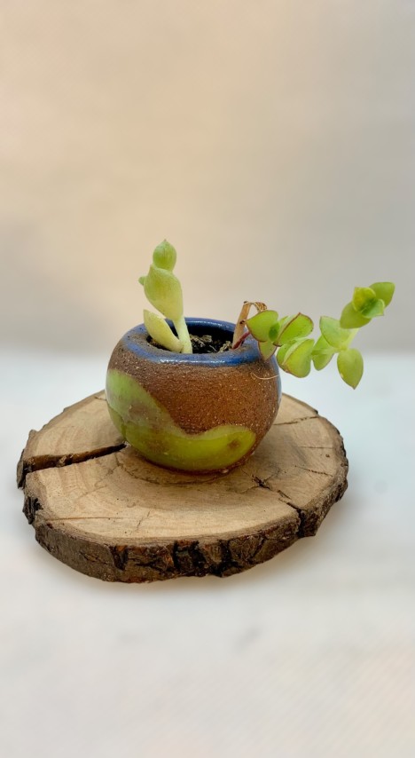 Pasta Pomaire. Un cuenquito azul y verde, pasta expuesta. Con madera y planta 