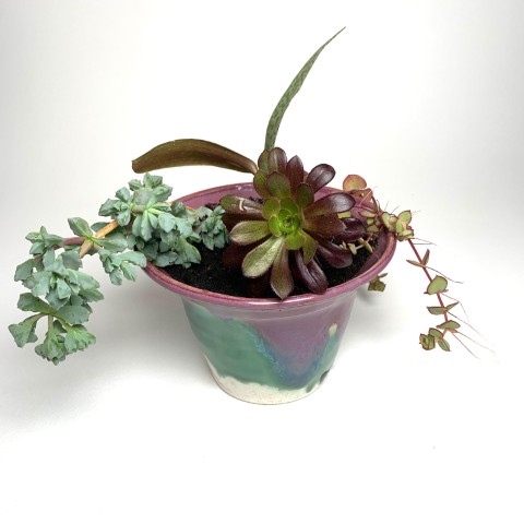 Macetero grande varias plantas, morado, verde y blanco